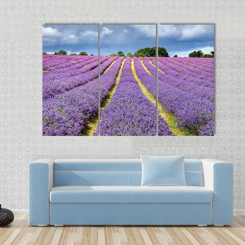 Lavender Field Canvas Wall Art