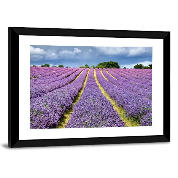 Lavender Field Canvas Wall Art